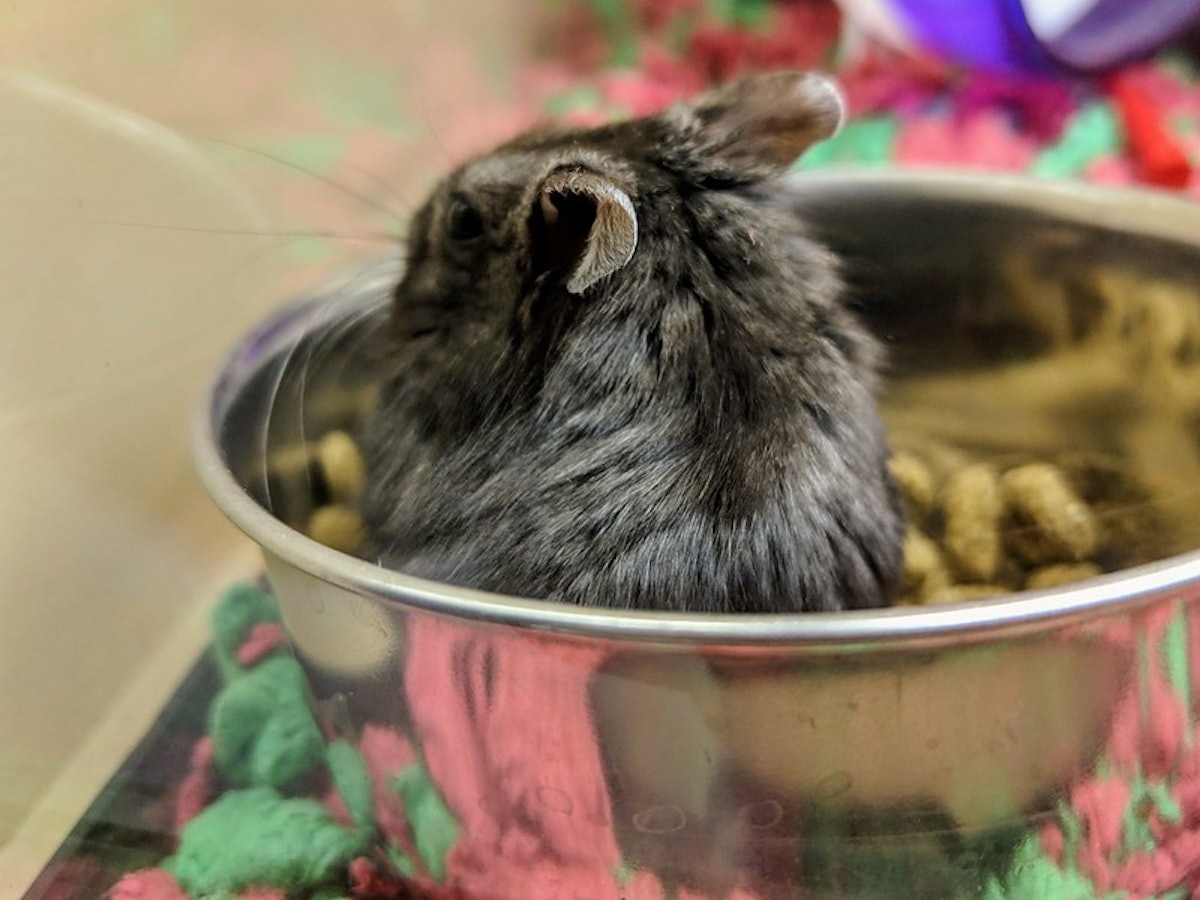 Can rats eat hamster and gerbil food discount