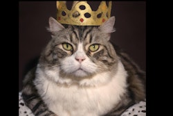 Dall·e 2023 06 14 08 33 35 Cat In Regal Attire Wearing Crown, In Style Of Titian Portrait