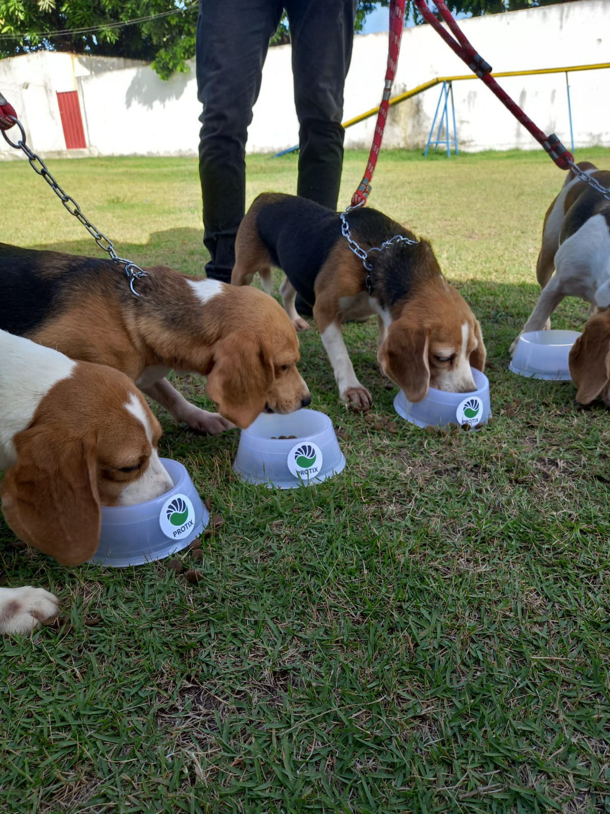 A new study from Protix shows a diet based on the black soldier fly improves oral health and reduces dogs&rsquo; bad breath.