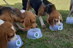 A new study from Protix shows a diet based on the black soldier fly improves oral health and reduces dogs’ bad breath.