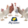 Hy Line International Enhanced Laying Hen Genetics 2024
