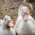 France’s first HPAI vaccination campaign is focusing on ducks, given the role that duck farms have played in previous disease outbreaks.