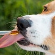 Pet Releaf introduced its first non-hemp-based supplements, including a postbiotic for dogs and cats of all ages and a fish-free Omega 3.