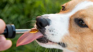 Carnosic acid powder supplier Carnosic acid powder supplier