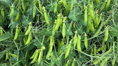 A new partnership aims to develop novel field pea varieties tailored for human and pet consumption.