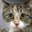 Calico Tabby Cat With Big Green Eyes 47962997116 O