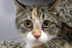 Calico Tabby Cat With Big Green Eyes 47962997116 O