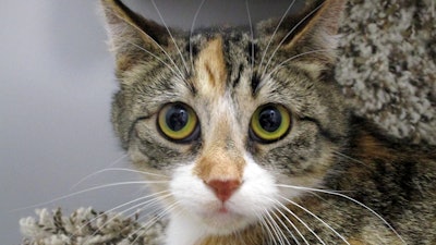 Calico Tabby Cat With Big Green Eyes 47962997116 O