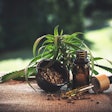According to a recent study, hemp-derived cannabinoids are well tolerated in healthy dogs at the right dose and do not pose significant risk in long-term use.