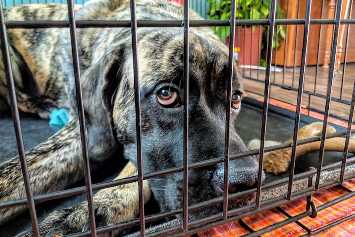 Taurine for dogs with heart disease 2025