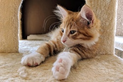 Kitten On Cat Tower 29853203127 O