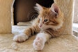 Kitten On Cat Tower 29853203127 O
