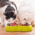 A new CoBank report said sales growth in the fresh pet food category segment demonstrates consumers’ willingness to pay a premium for pet foods perceived as providing specific health benefits.