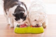 A new CoBank report said sales growth in the fresh pet food category segment demonstrates consumers’ willingness to pay a premium for pet foods perceived as providing specific health benefits.