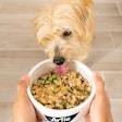 Eli, a Terrier mix, typifies the excitement many dogs have for “home cooked” meals, and Artie aims to help more dogs experience that happiness.