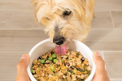 Eli, a Terrier mix, typifies the excitement many dogs have for “home cooked” meals, and Artie aims to help more dogs experience that happiness.