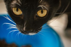 Recent research reveals a dynamic and thriving Argentine pet food market that is responsive to both local and global demands.