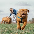 Most dog owners believe they are prioritizing the health of their dogs, but there may be a gap in understanding how to do that effectively.