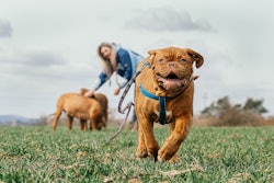 Most dog owners believe they are prioritizing the health of their dogs, but there may be a gap in understanding how to do that effectively.