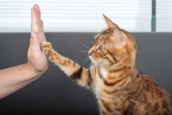 Cat High Fiving Human