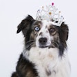 Dog Wearing Crown