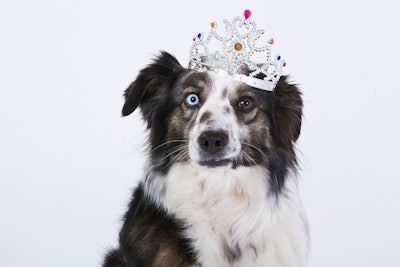 Dog Wearing Crown