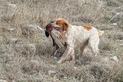 High in protein, fruit and vegetables, the new working dog food from Walker & Drake has been developed to help active dogs build muscle.