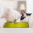 Dog And Cat Eating