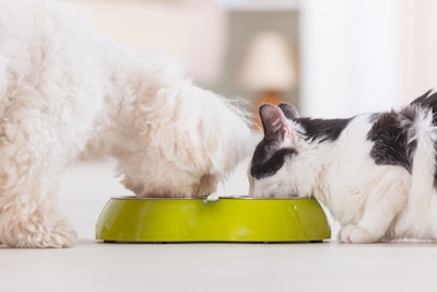Dog And Cat Eating