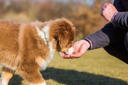 Dog Eating Out Of Hand