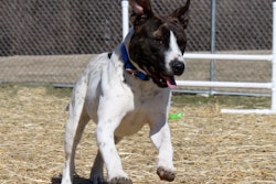 Dog Running Outside 23353193782 O