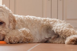 Dog With Carrot Spoba Via Pixabay