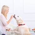 Owner Feeding Labrador