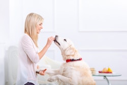 Owner Feeding Labrador