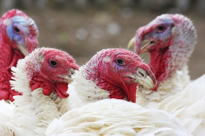Turkey Rankings
