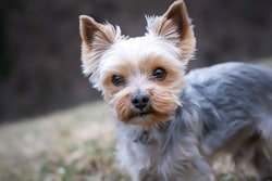 The preference for smaller breeds is having a marked impact on the overall demand for pet food volumes in Mexico.