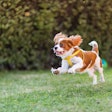 Air-dried pet food has found a niche to grow in as pet owners look for convenient, premium pet food at a reasonable price.