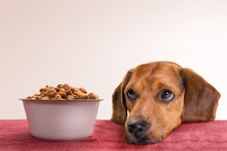 Dog kibble brands continue to grow, alongside and perhaps in spite of novel ingredient and similar trends.