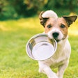 Trace mineral concentrations in pet food formulations can impact the nutritional balance and value of the final product.