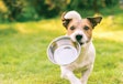 Trace mineral concentrations in pet food formulations can impact the nutritional balance and value of the final product.
