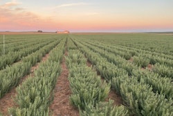 Rosemary extract is a versatile and effective antioxidant that can help pet food manufacturers meet the growing demand for clean label, high-quality, and environmentally friendly products, said Kemin.