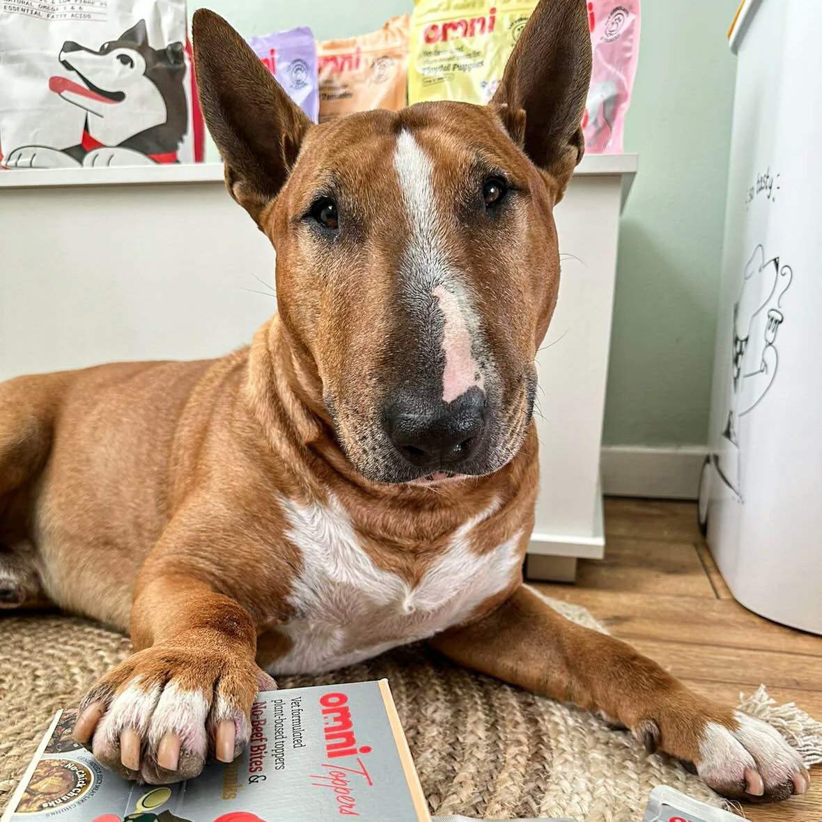 New Vegan Pet Food Brand in the UK Introduces Cultivated-Chicken Cat Food New Vegan Pet Food Brand in the UK Introduces Cultivated-Chicken Cat Food