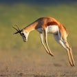 Although a novel pet food protein source, springbok (Antidorcas marsupialis) in the Kalahari desert of South Africa also count as a locally sourced ingredient for Montego Pet Nutrition.