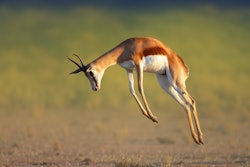 Although a novel pet food protein source, springbok (Antidorcas marsupialis) in South Africa also count as a locally sourced ingredient for Montego Pet Nutrition.
