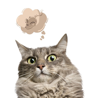 “Achieving price parity and a robust nutritional profile for pets were the only elements holding back cultivated meat for the pet food industry — and BioCraft has now achieved both,' said Shannon Falconer, CEO.