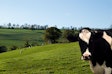 Dairy Cow Farm Field