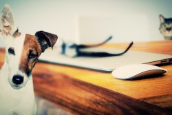Mars plans to invest in modernizing its French pet food facilities of Mars Petcare and Royal Canin.
