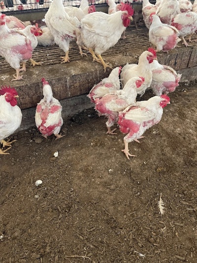Broiler breeders displaying feather loss late in lay.