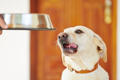 Labrador Getting Fed