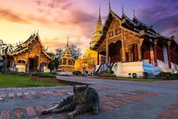 Pfi thailand Cat Temple Southeast Asia (tinapob Bigstock com)